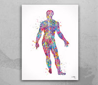 Male Nervous System Watercolor Print Circulatory System Human Veins Brain Anatomy Art Neurology Clinic Office Wall Art Medical Art-1841