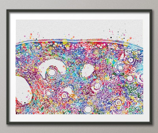 Ovary Cross Section Histology Watercolor Print Gynecology Medical Gynecologist OBGYN Female Reproductive System Medical Art Office Decor-628 - CocoMilla