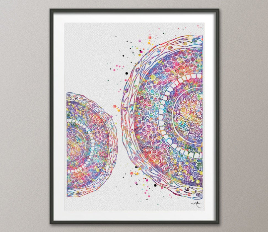 Cross Section of Human Hair Watercolor Print Skin Histology Dermatology Art Medical Art Dermatologist Gift Clinic Decor Hair Cell Art-1153 - CocoMilla