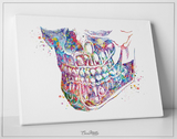 Orthognathic Anatomy Watercolor Print Teeth Anatomy Art Medical Cabinet Office Dental Clinic Art Dentistry Surgery Dentist Mandible Art-194 - CocoMilla