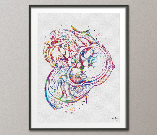 Baby in Womb Watercolor Print