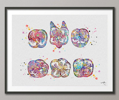 Surfaces Molar Teeth Watercolor Print Human Tooth Anatomical Art Dental Clinic Decor Art Dentistry Office Dentist Gift Orthodontist-1267 - CocoMilla