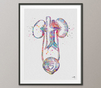 Urinary Tract Watercolor Print Medical Art Print Medical Bladder Anatomy Art Clinic Art Home Kidney Anatomy Nephrology Office Wall Art-744 - CocoMilla